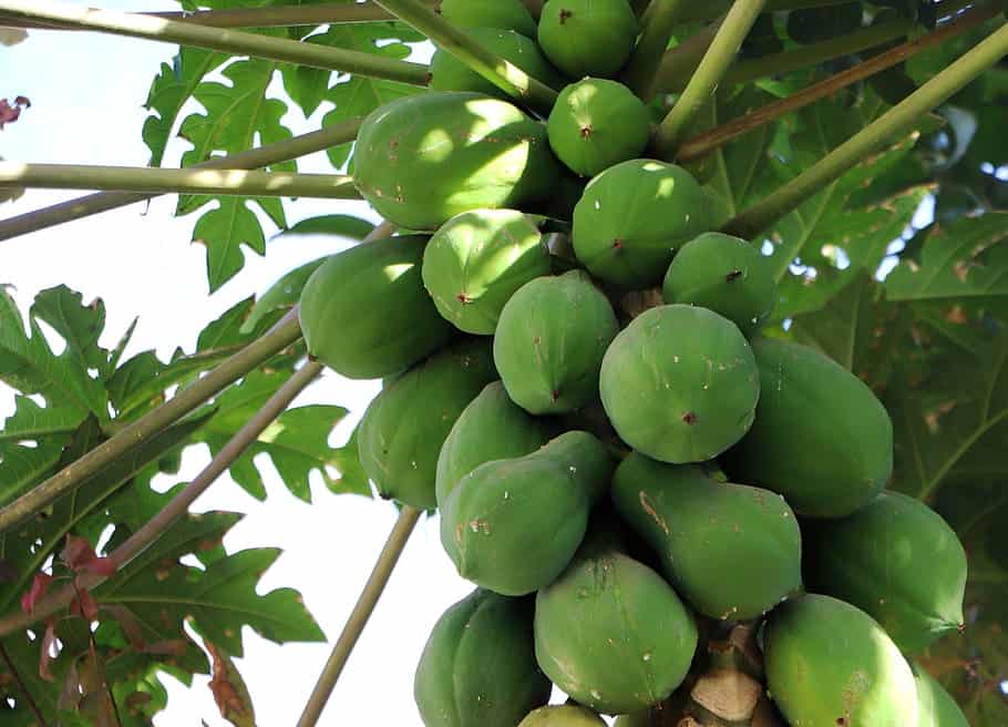 Green Papaya